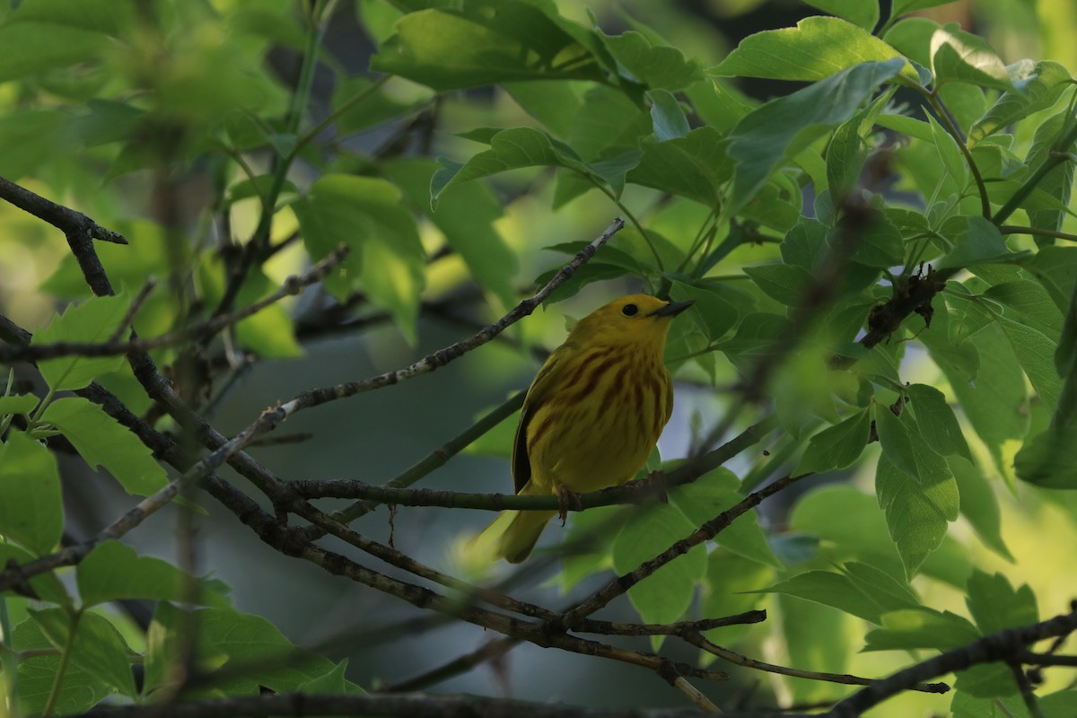 Yellow Warbler - ML101896241