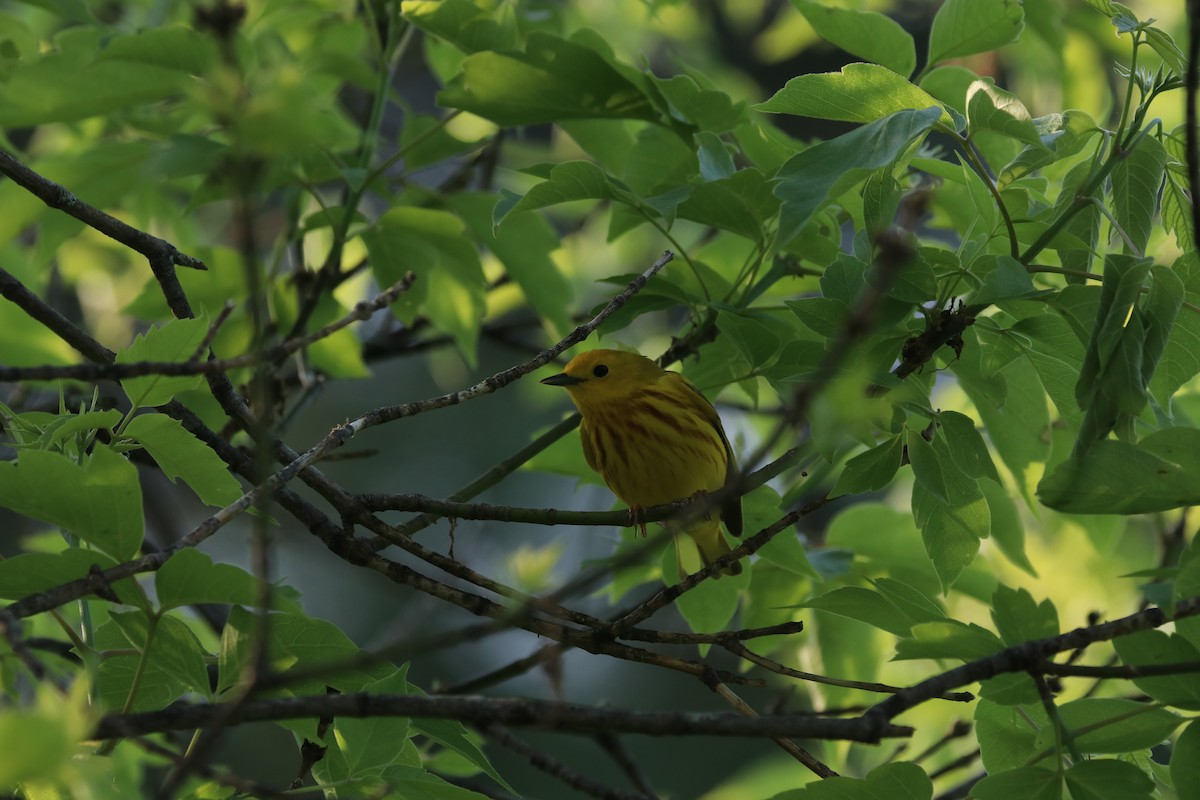 Yellow Warbler - ML101896251