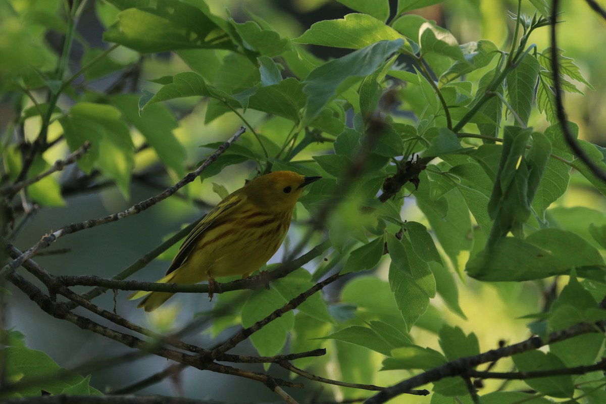 Yellow Warbler - ML101896391