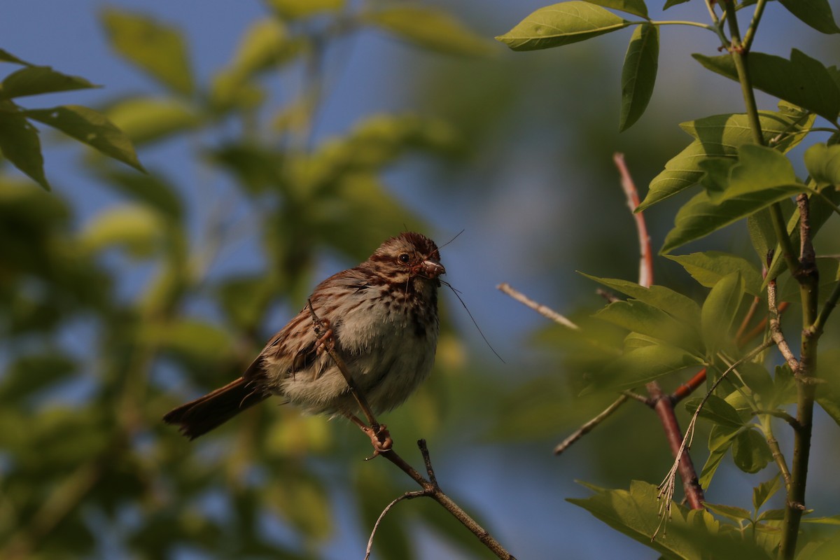 Song Sparrow - ML101896471