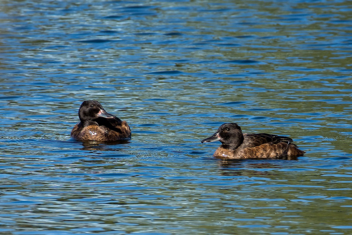 Black-headed Duck - ML101896801