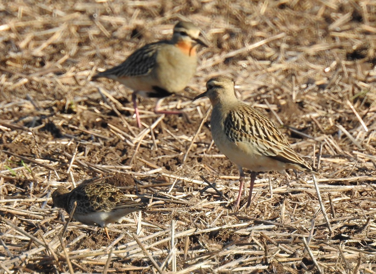 Least Seedsnipe - Luis Alejandro Duvieilh