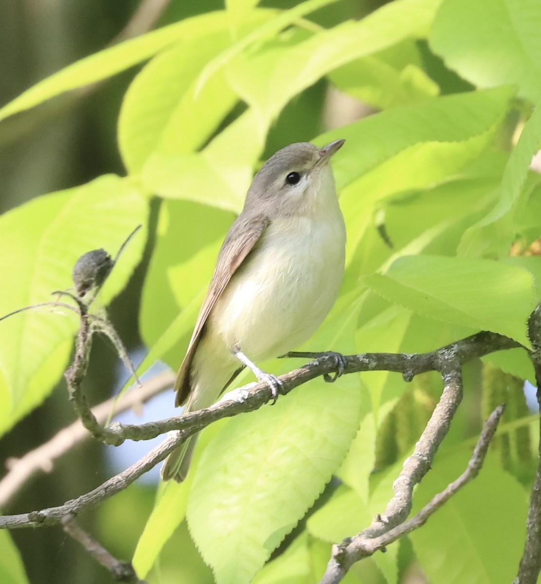 Warbling Vireo - Elizabeth Curley