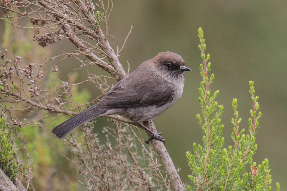 Brown Parisoma (Gray-vented) - Tommy Pedersen