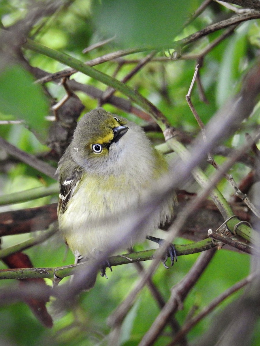 White-eyed Vireo - Chao Jimmy Wu