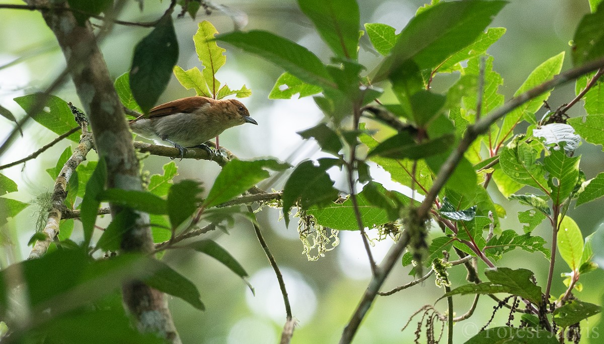 Cinnamon Ibon - Forest Botial-Jarvis