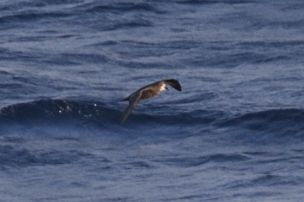 Great-winged/Gray-faced Petrel - ML101903961