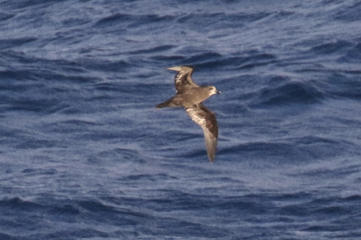 Great-winged/Gray-faced Petrel - ML101903971