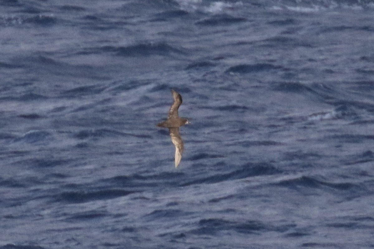 Great-winged/Gray-faced Petrel - ML101903981