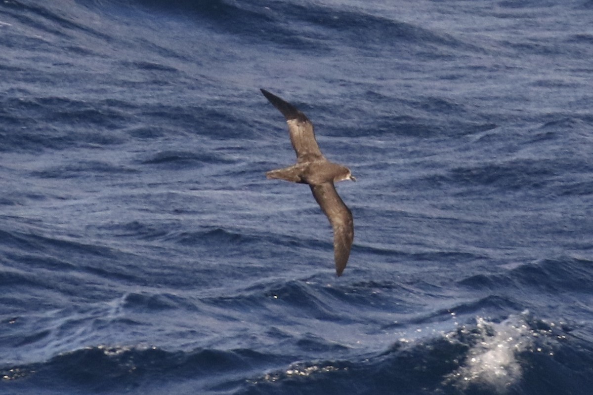Great-winged/Gray-faced Petrel - ML101903991