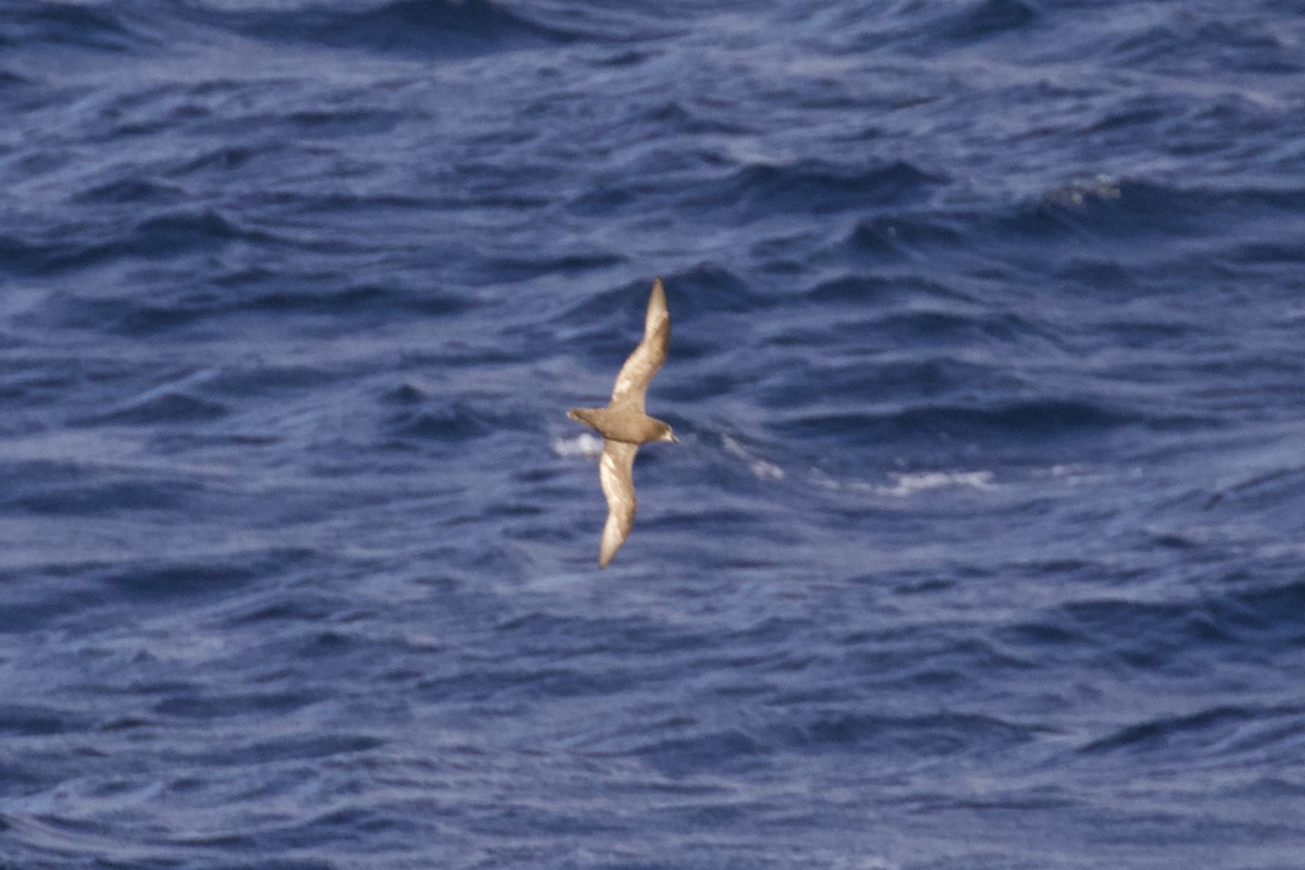 Great-winged/Gray-faced Petrel - ML101904001