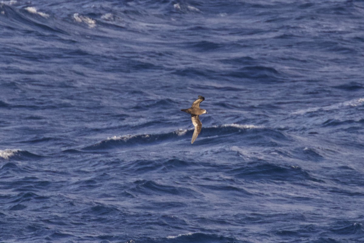 Great-winged/Gray-faced Petrel - ML101904011