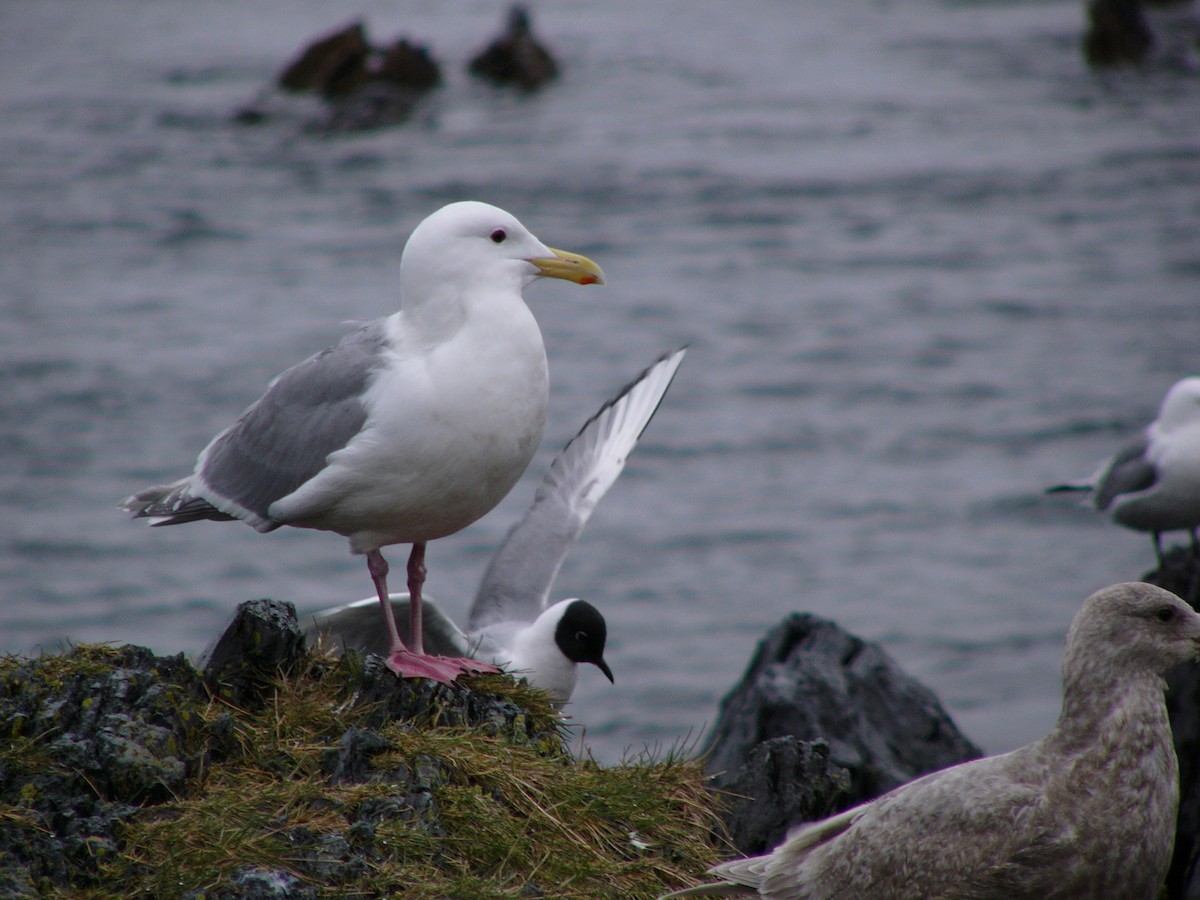 Bonaparte antxeta - ML101906761