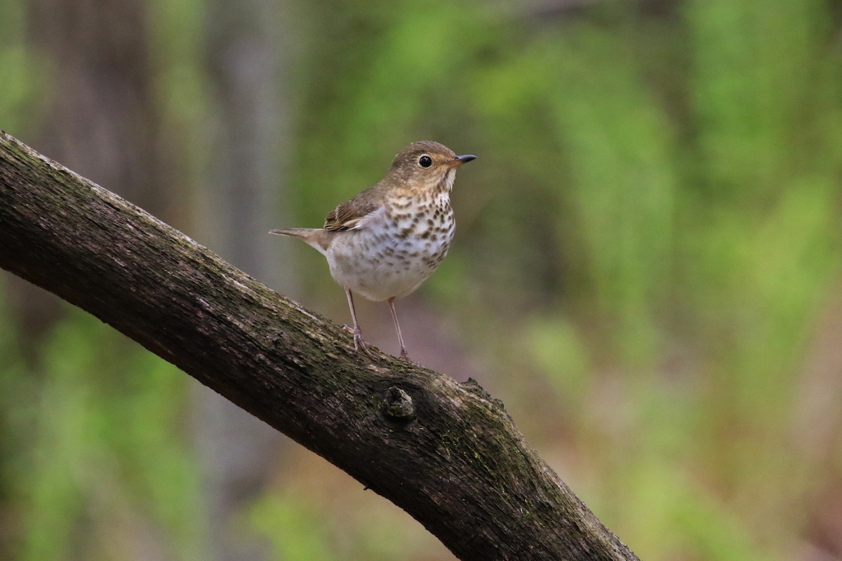 Swainson's Thrush - ML101906991