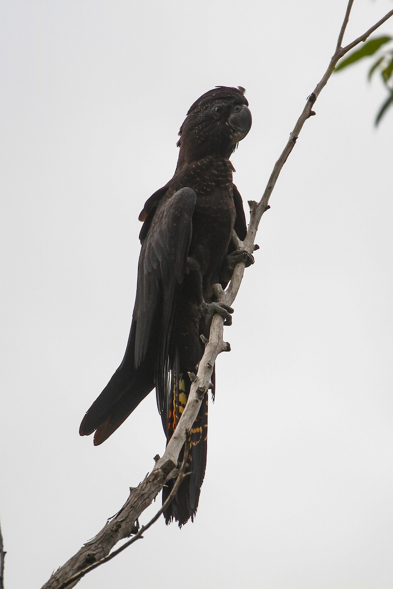 Red-tailed Black-Cockatoo - ML101908321