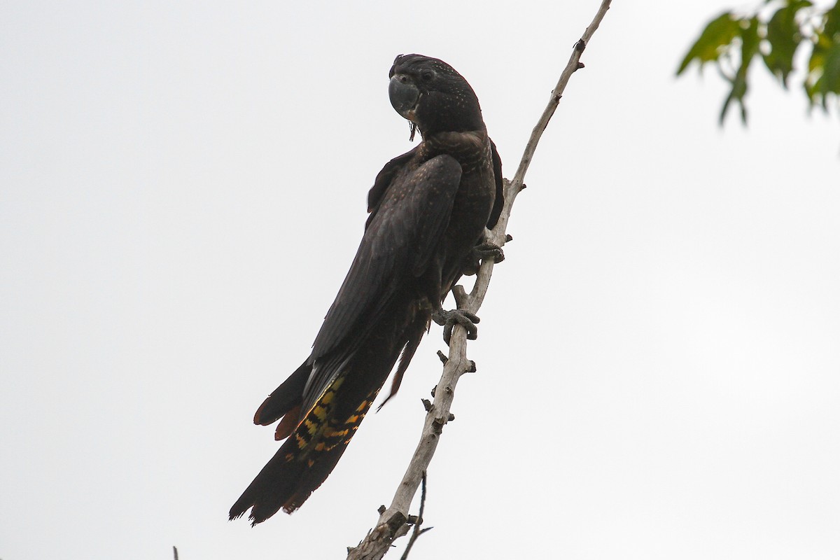 Red-tailed Black-Cockatoo - ML101908351
