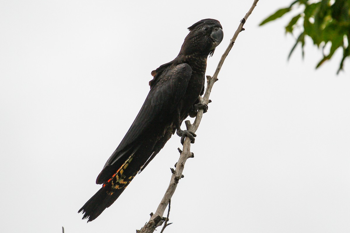 Red-tailed Black-Cockatoo - ML101908371