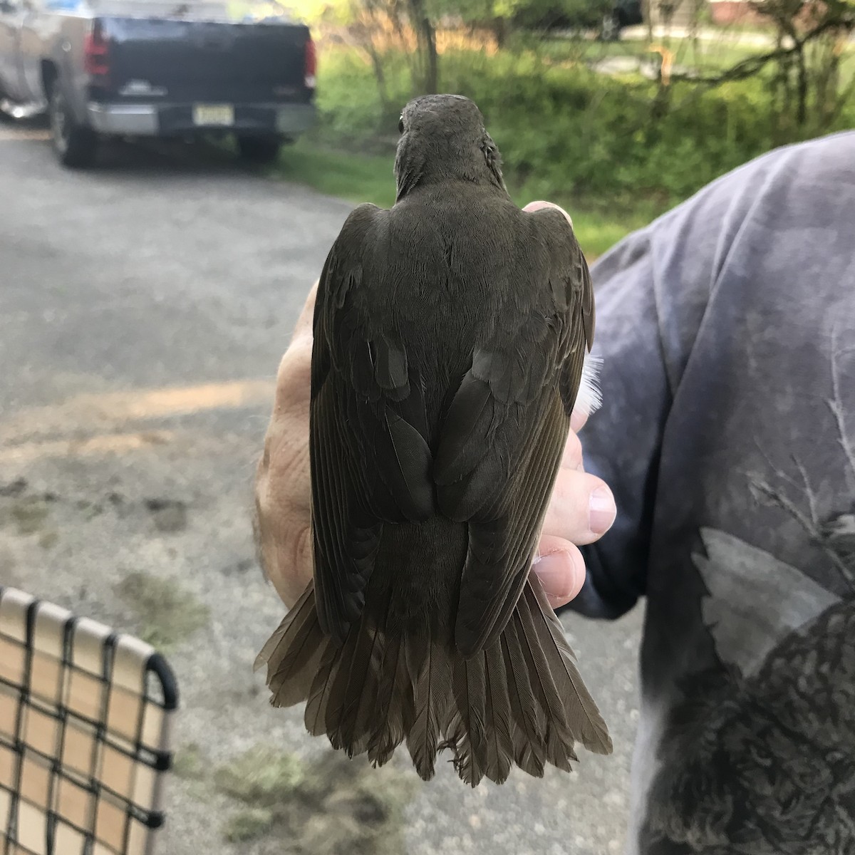 Gray-cheeked/Bicknell's Thrush - ML101909921