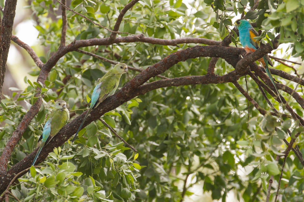 Golden-shouldered Parrot - James Kennerley