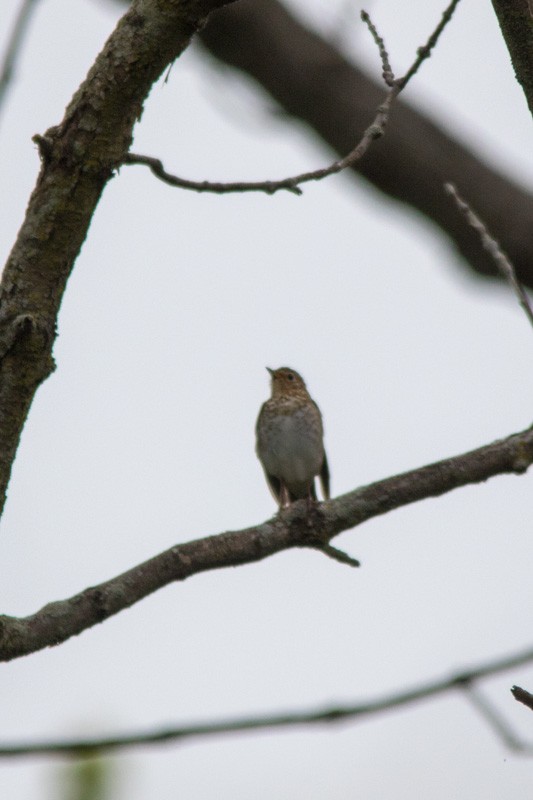 Swainson's Thrush - ML101911701