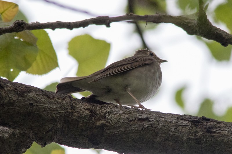 Swainson's Thrush - ML101911711