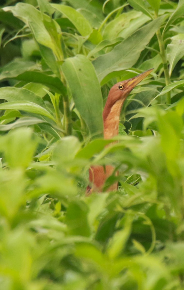 Cinnamon Bittern - ML101912321