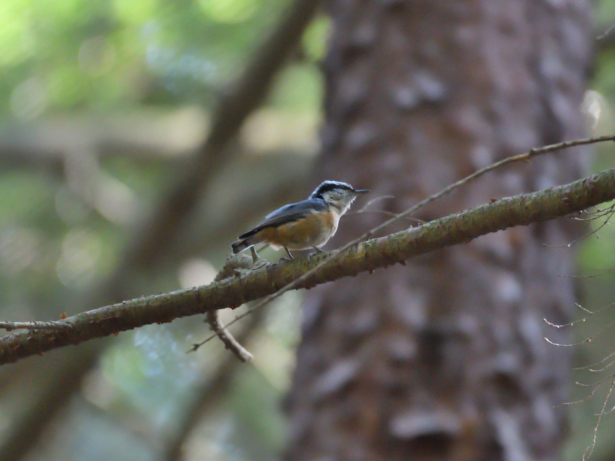 Red-breasted Nuthatch - ML101912561