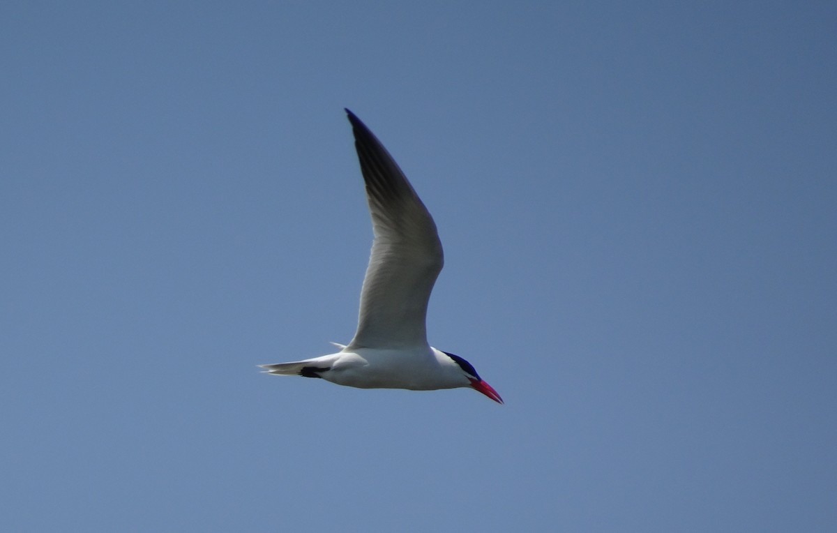 Caspian Tern - ML101914911