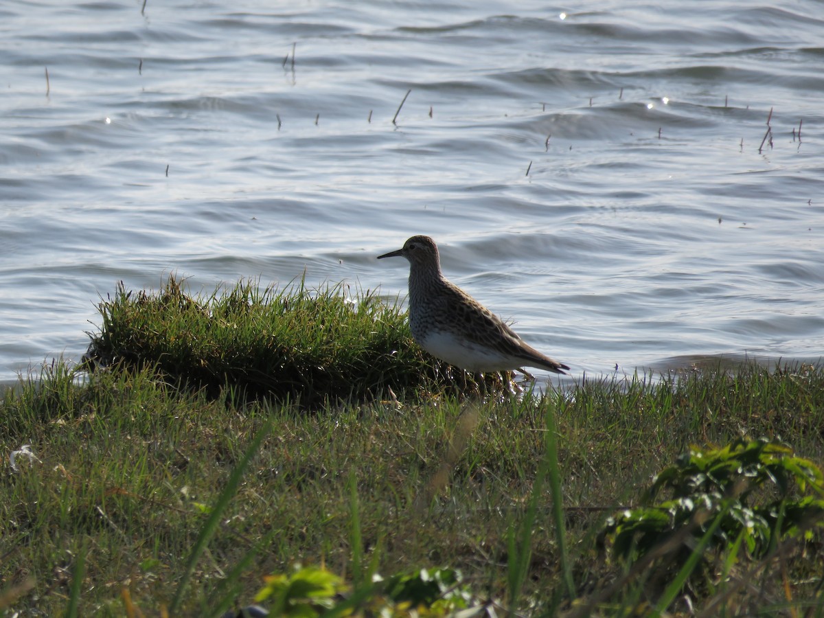 Pectoral Sandpiper - ML101916161