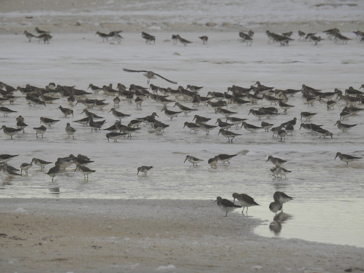 White-rumped Sandpiper - Elena Conde