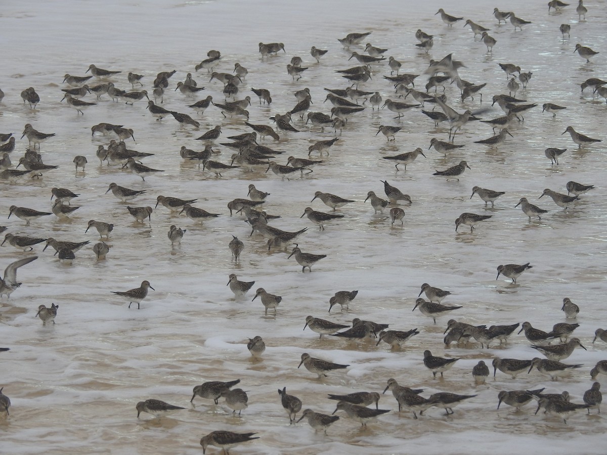 jespák tundrový - ML101917151