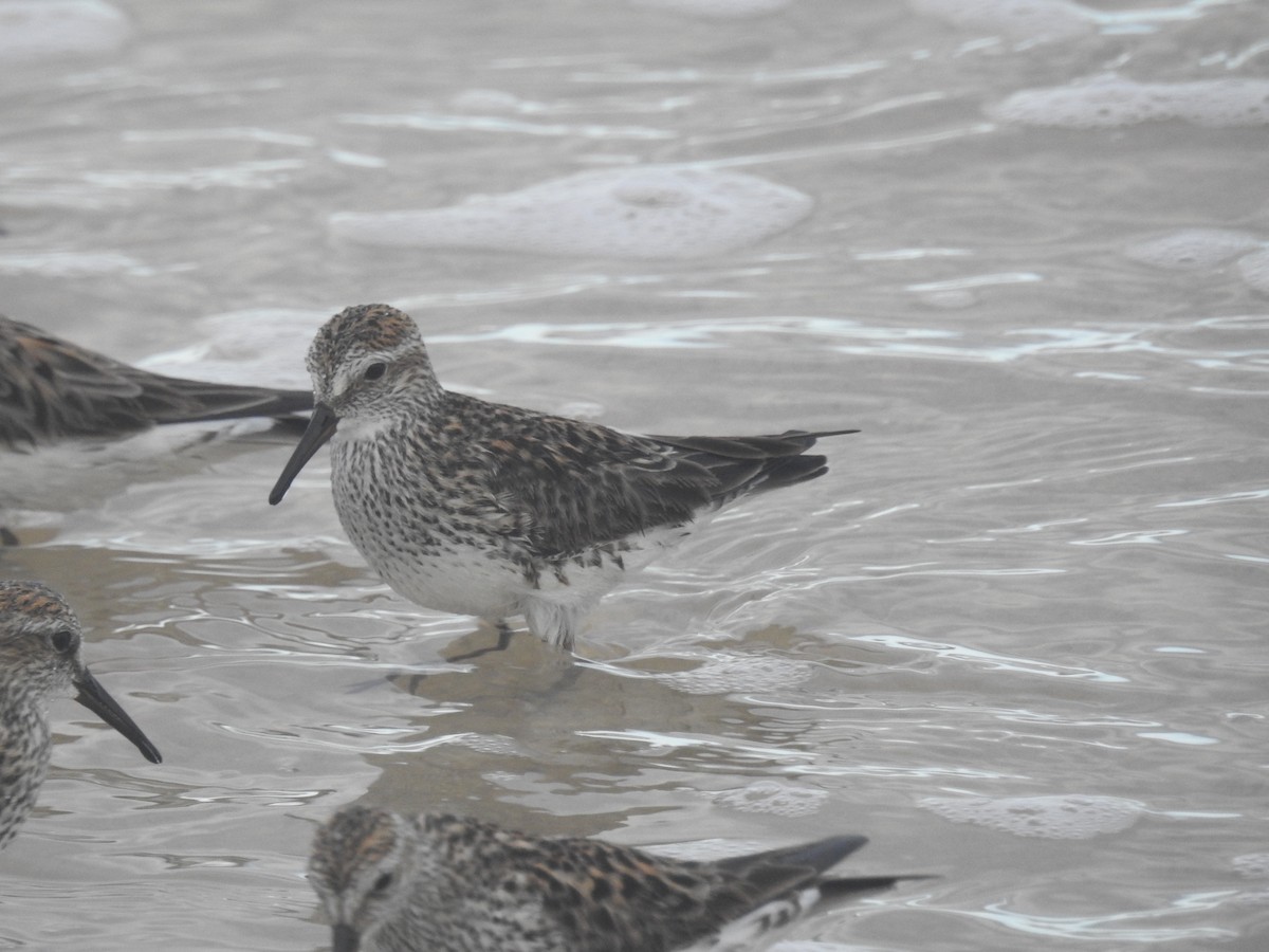 White-rumped Sandpiper - ML101917171