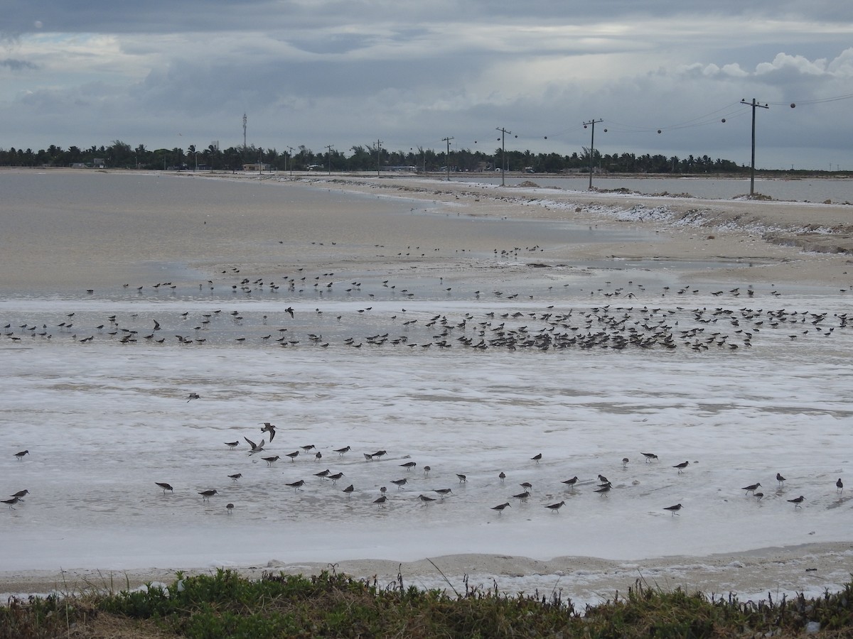 White-rumped Sandpiper - ML101917201