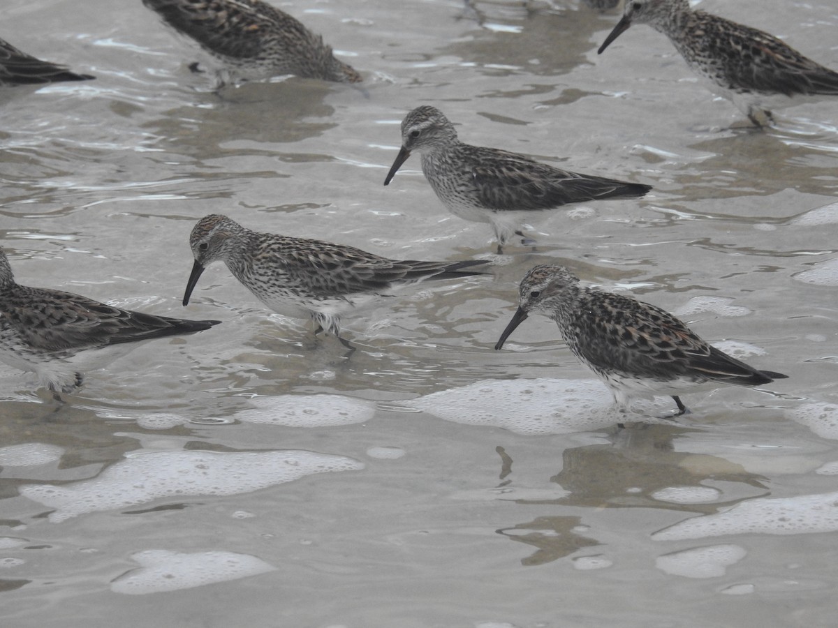 White-rumped Sandpiper - Elena Conde