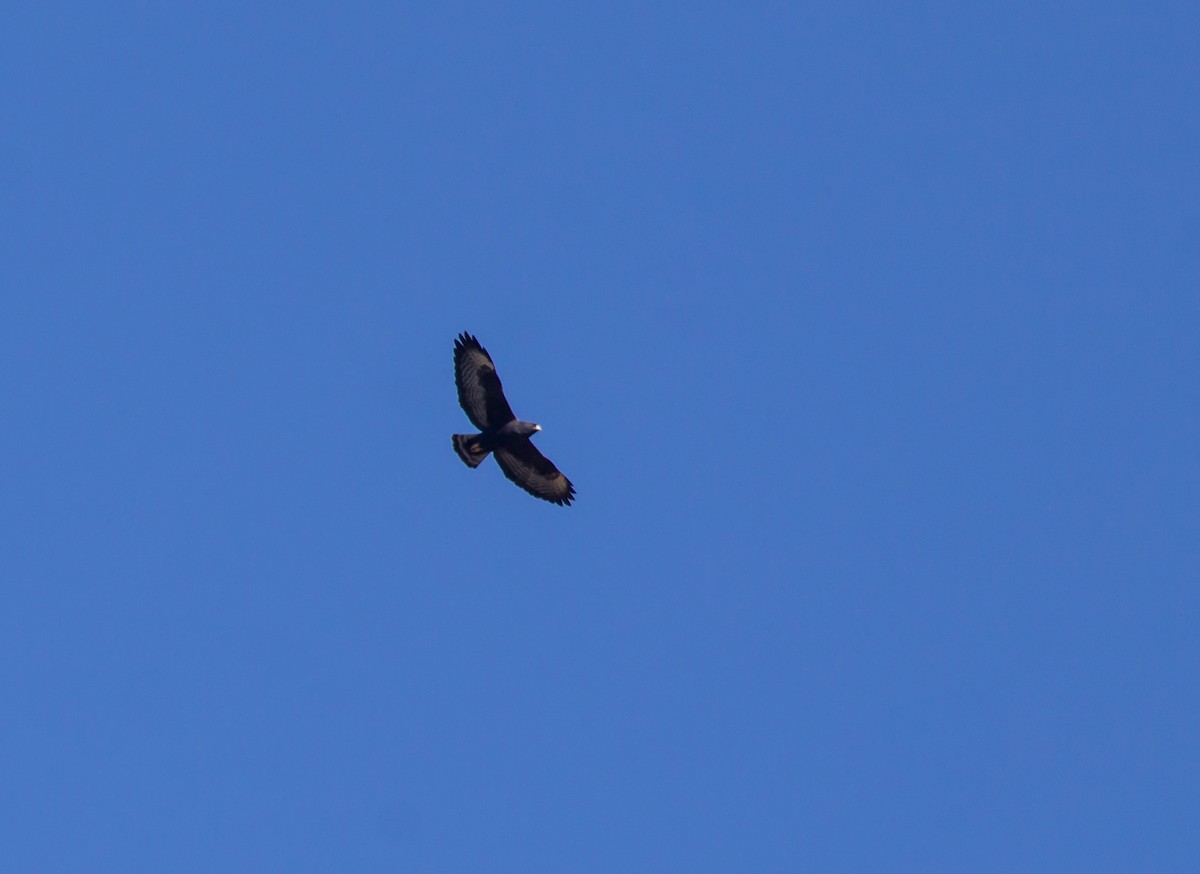 Short-tailed Hawk - André  Zambolli