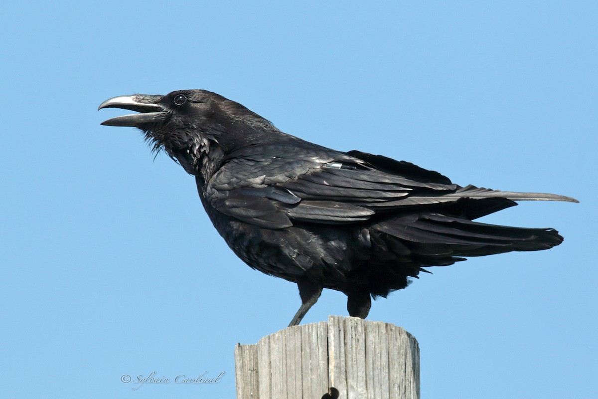 Common Raven - ML101917901