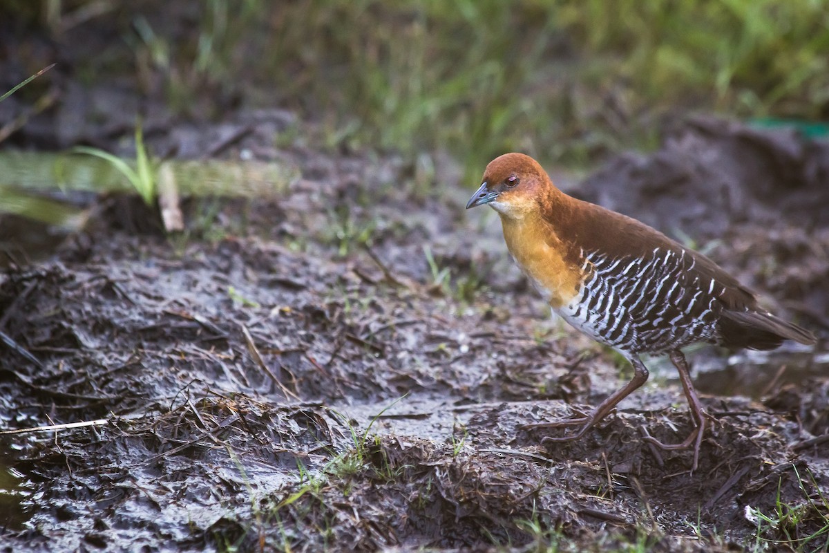 Rufous-faced Crake - André  Zambolli