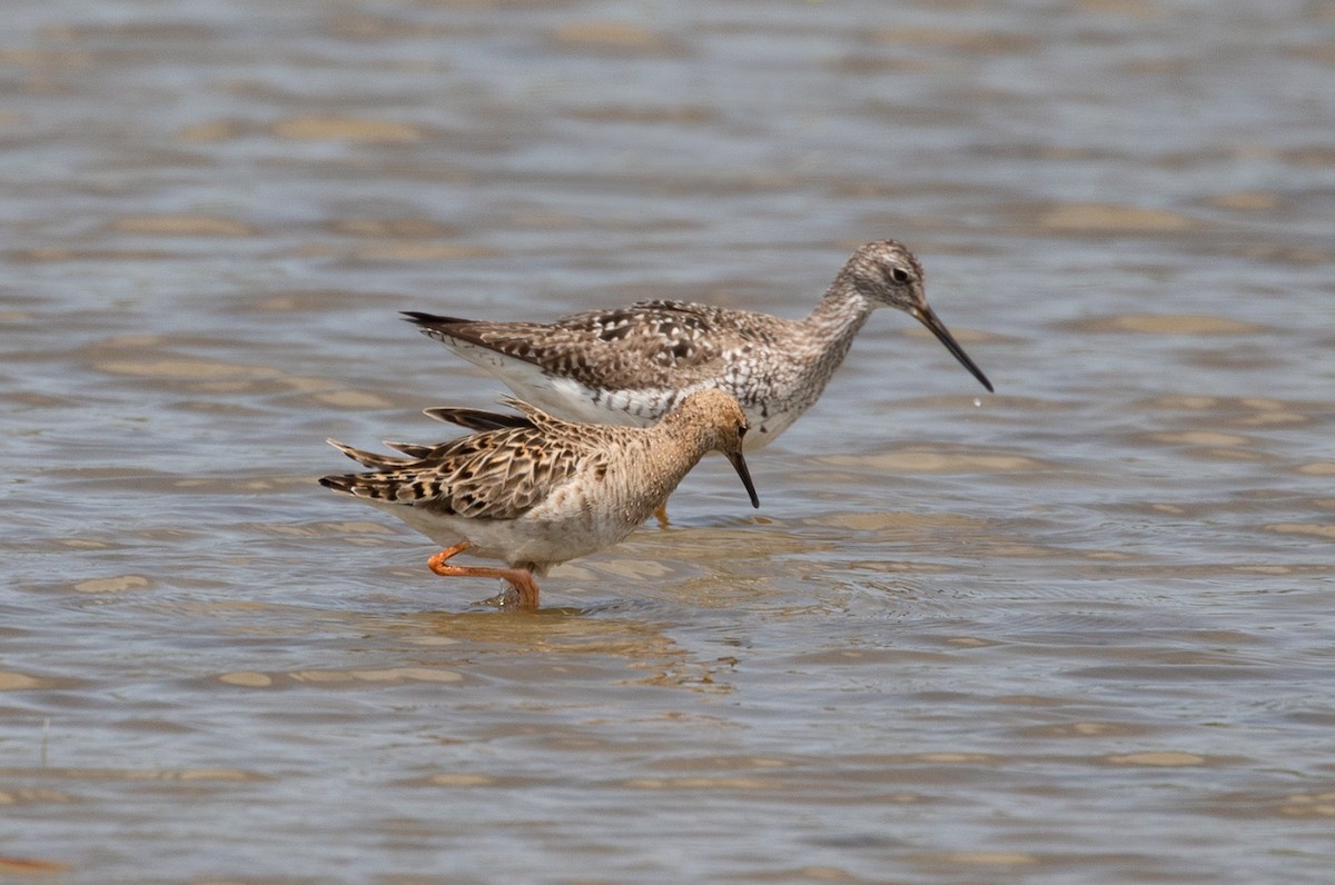 Ruff - Suzanne Labbé
