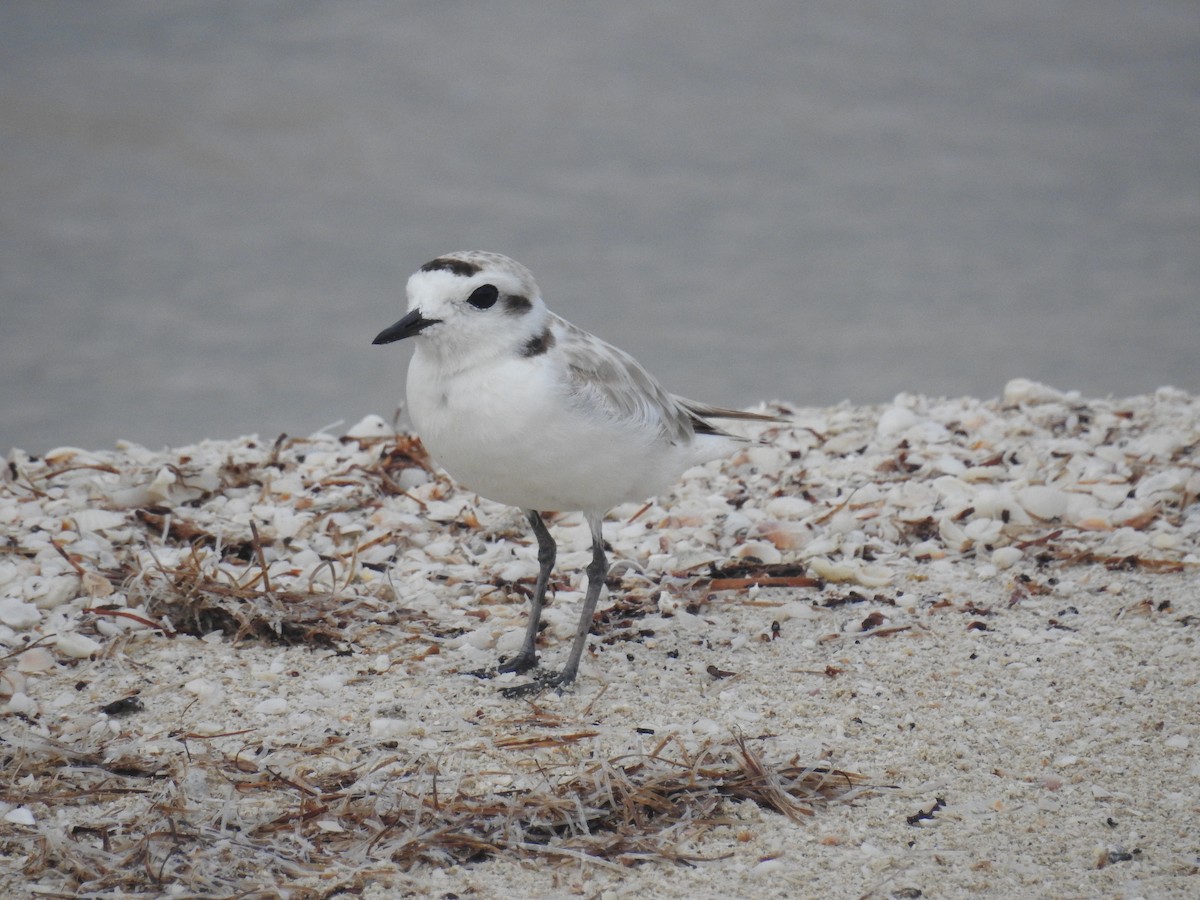kulík západní - ML101919521