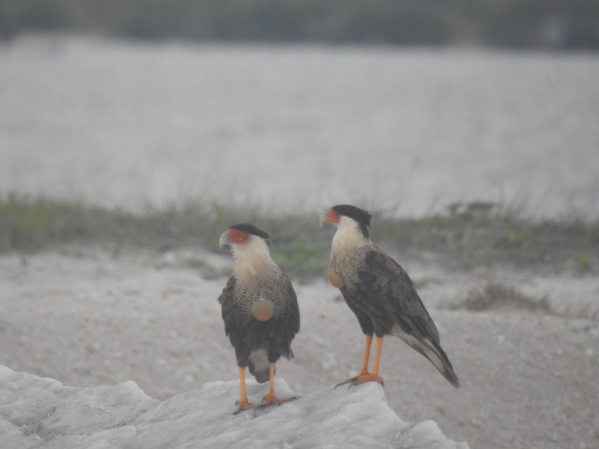 karančo jižní (ssp. cheriway) - ML101919791