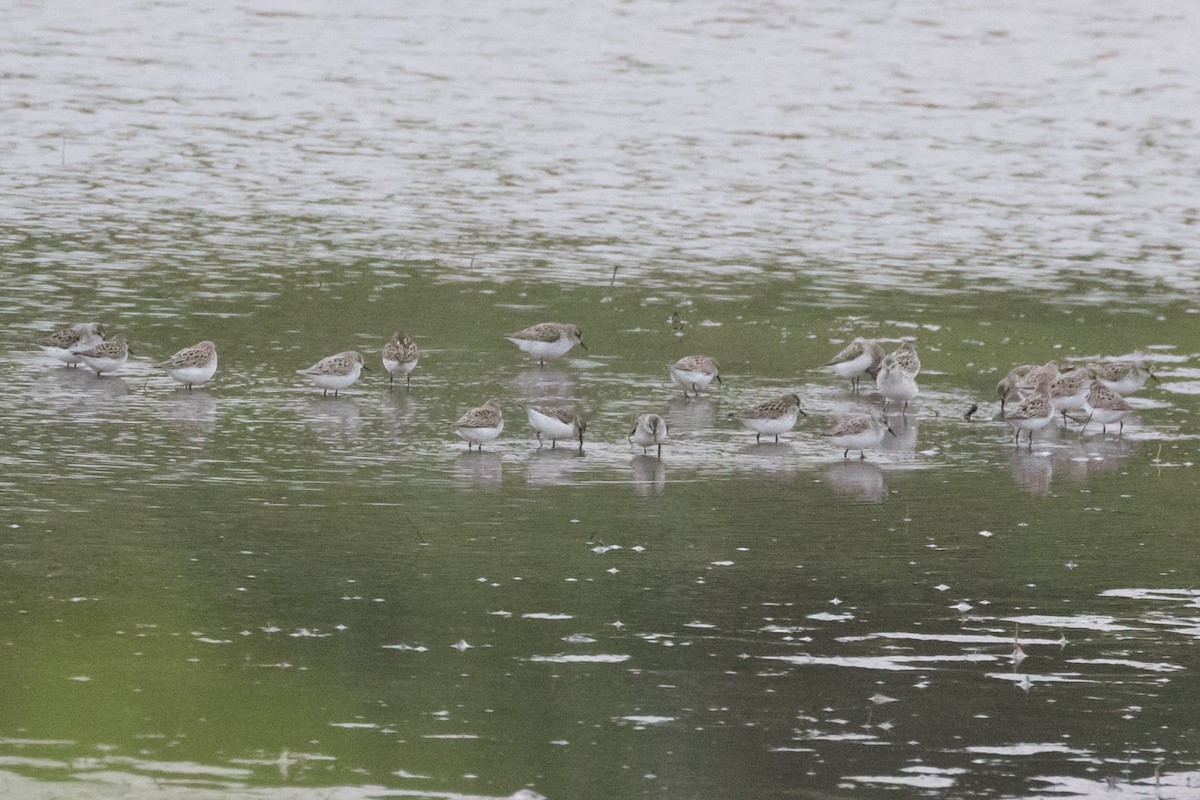 Semipalmated Sandpiper - County Lister Brendan