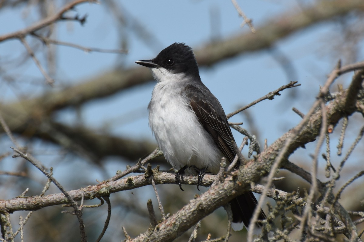 Eastern Kingbird - ML101921441