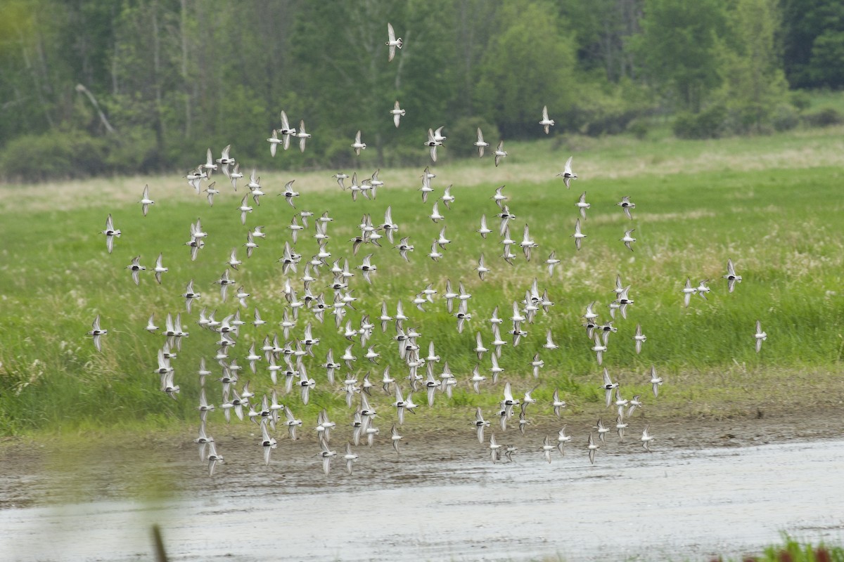 Dunlin - ML101921851