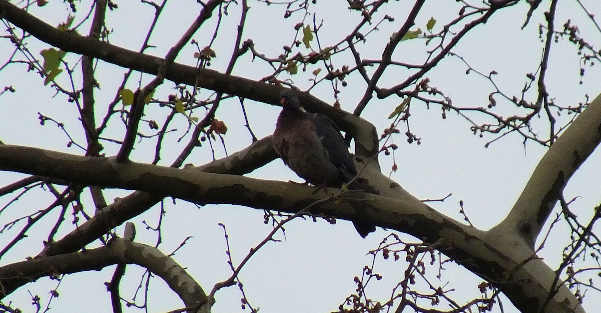 Common Wood-Pigeon - ML101922161