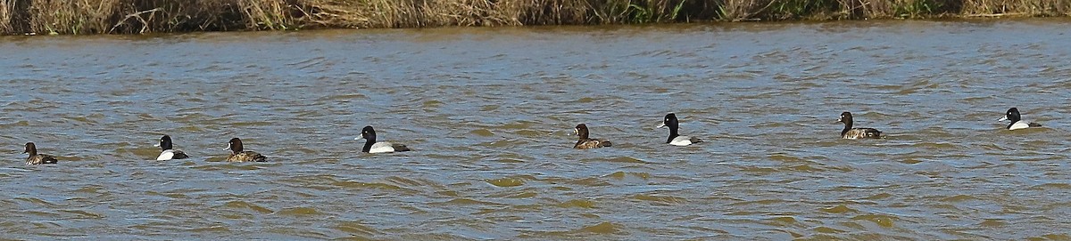 Lesser Scaup - ML101922611