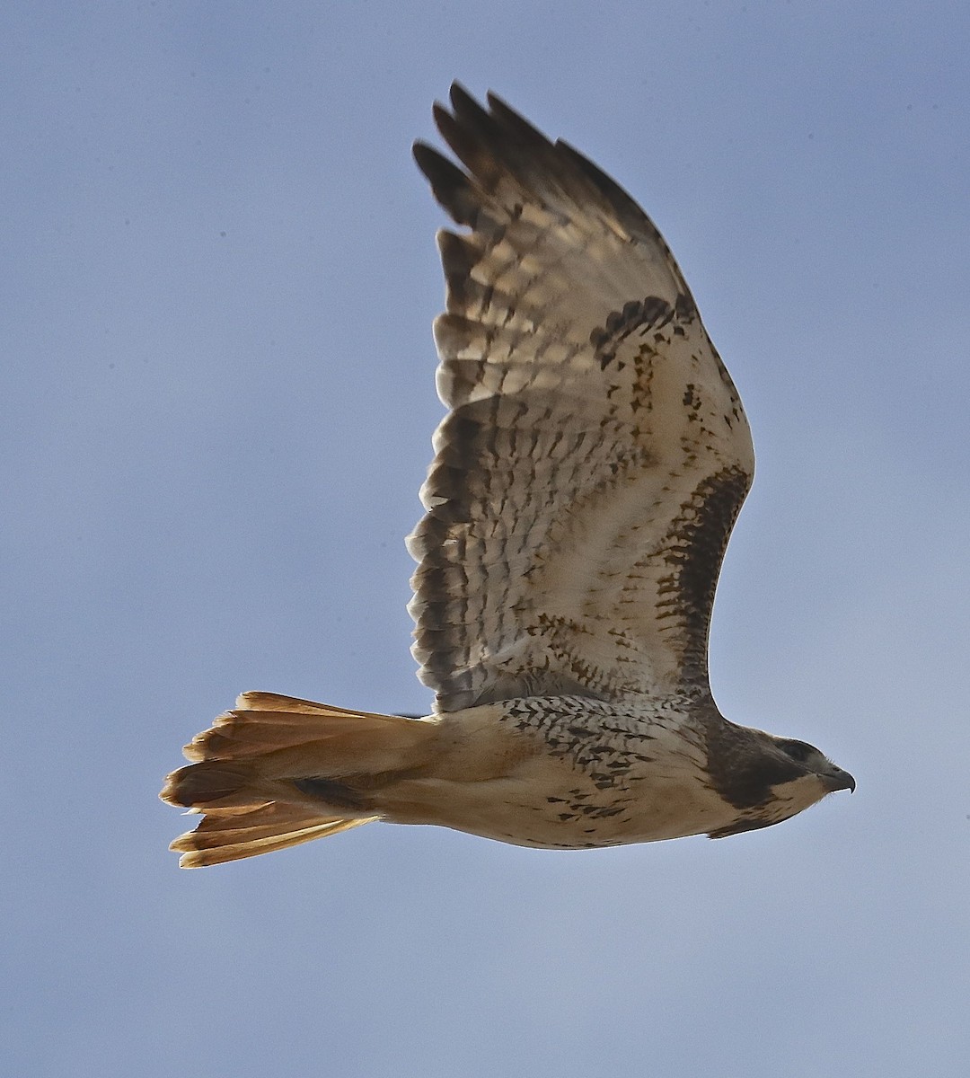 Red-tailed Hawk - ML101922671