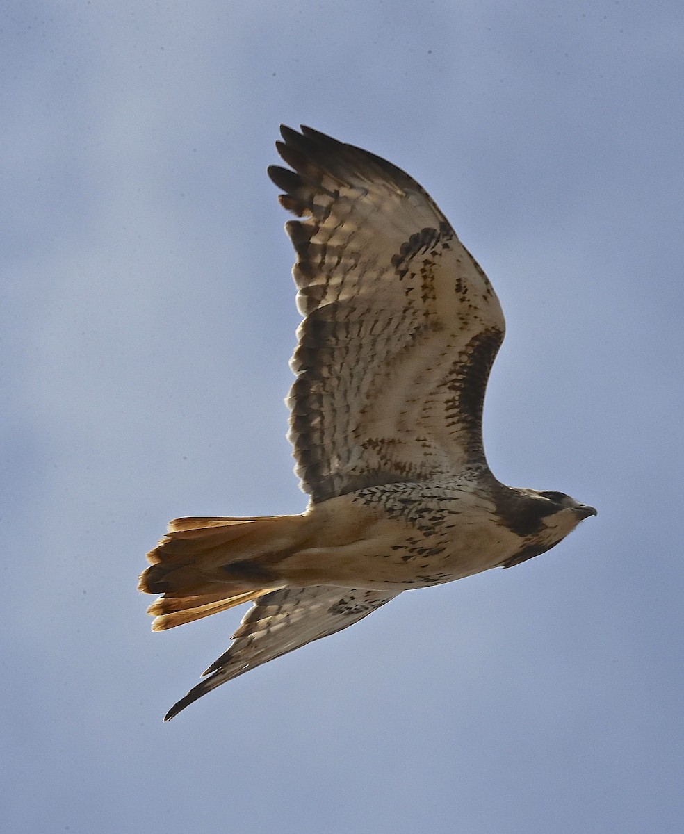 Red-tailed Hawk - ML101922691