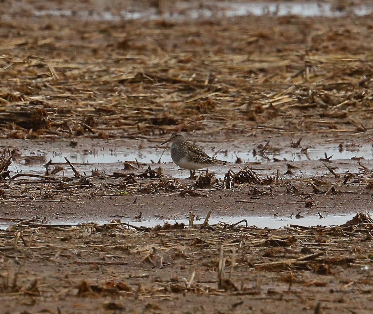 Pectoral Sandpiper - ML101922881