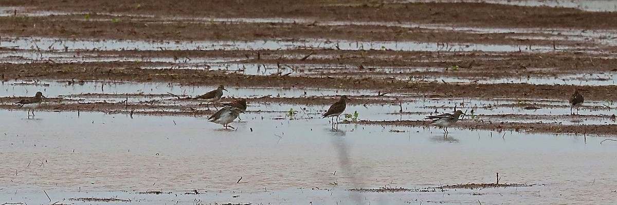 Pectoral Sandpiper - ML101922951