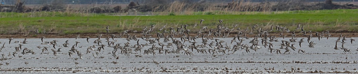 Long-billed Dowitcher - ML101923371